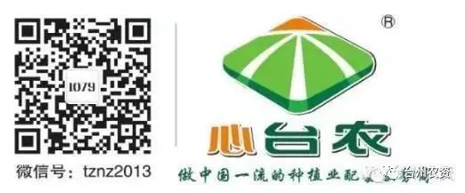 果實接近成熟，警惕柑橘表面各種油胞病